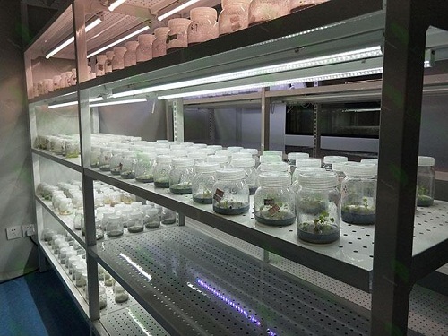 枣庄植物组织培养实验室设计建设方案